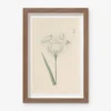 Vintage Japanese Iris No. 12 Wall Art By Miyoshi Manabu