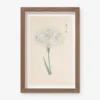 Vintage Japanese Iris No. 44 Wall Art By Miyoshi Manabu