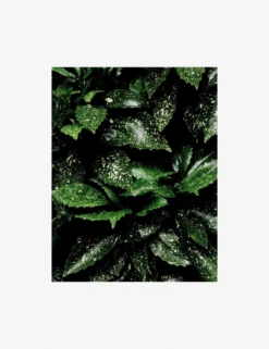 Still Life 7 Photography Print By Ashley Johnson -Home Decor Sale AshleyJohnsonStillLifePack7 7unframed scaled