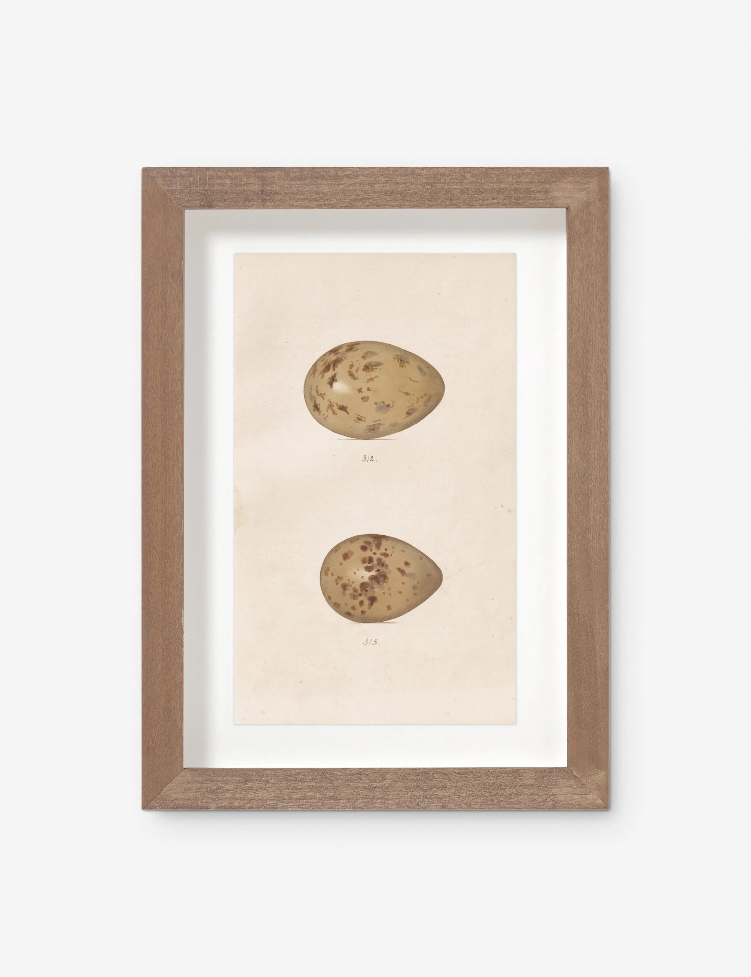 Vintage Bird Watercolor No. 312 Wall Art By Visual Contrast 1 Vintage Bird Watercolor No. 312 Wall Art By Visual Contrast