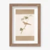 Vintage Bird Watercolor No. 70 Wall Art By Visual Contrast