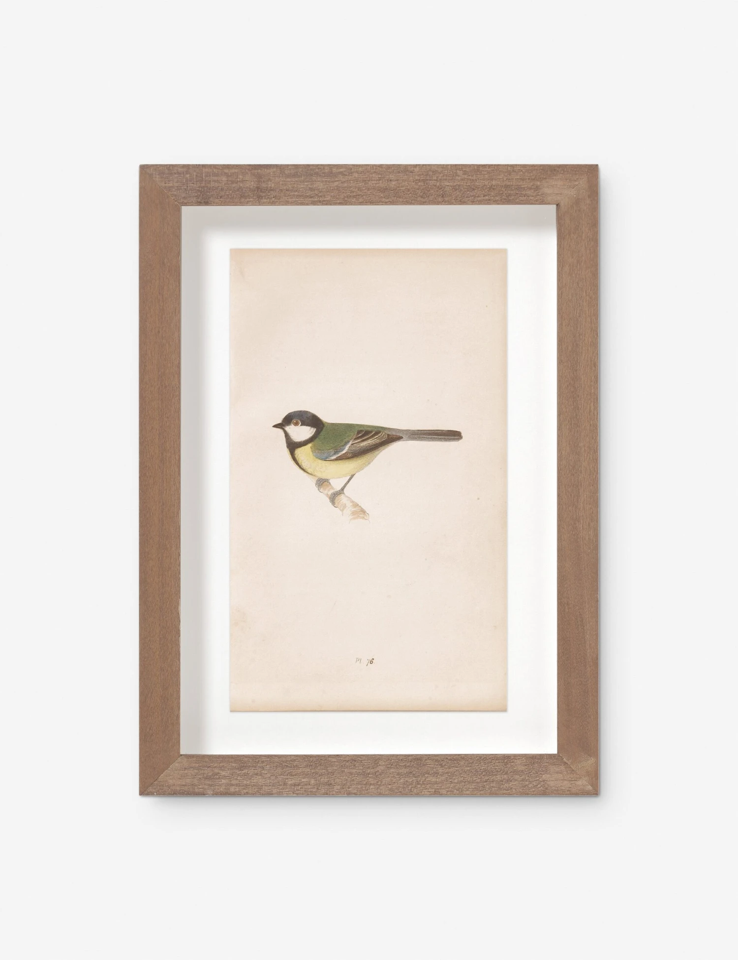 Vintage Bird Watercolor No. 76 Wall Art By Visual Contrast 1 Vintage Bird Watercolor No. 76 Wall Art By Visual Contrast