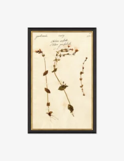 Herbarium A Wall Art