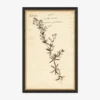 Herbarium F Wall Art