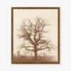 Oak Tree Print By William Henry Fox Talbot